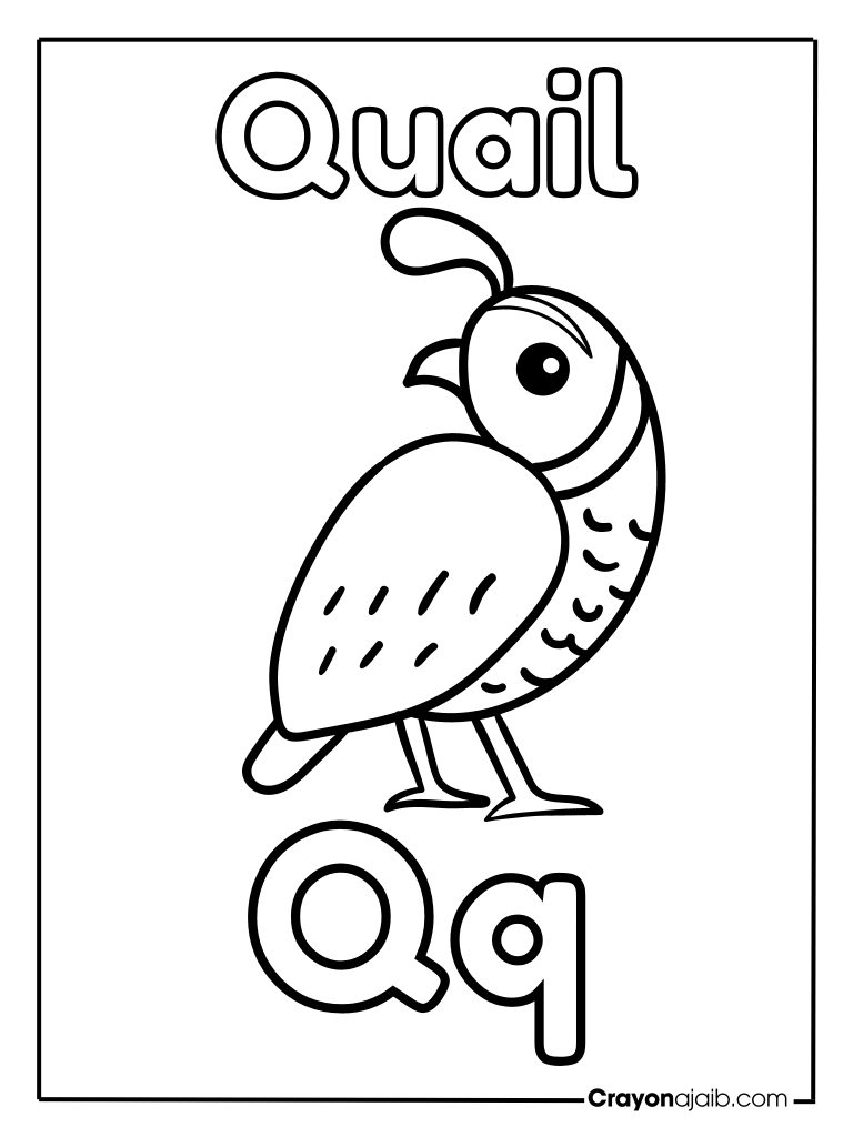 Animal letter q for quail