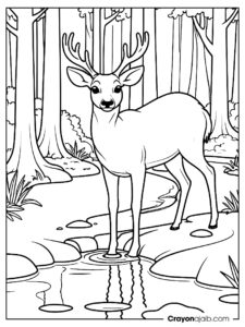 Forest stream deer scene coloring page ca