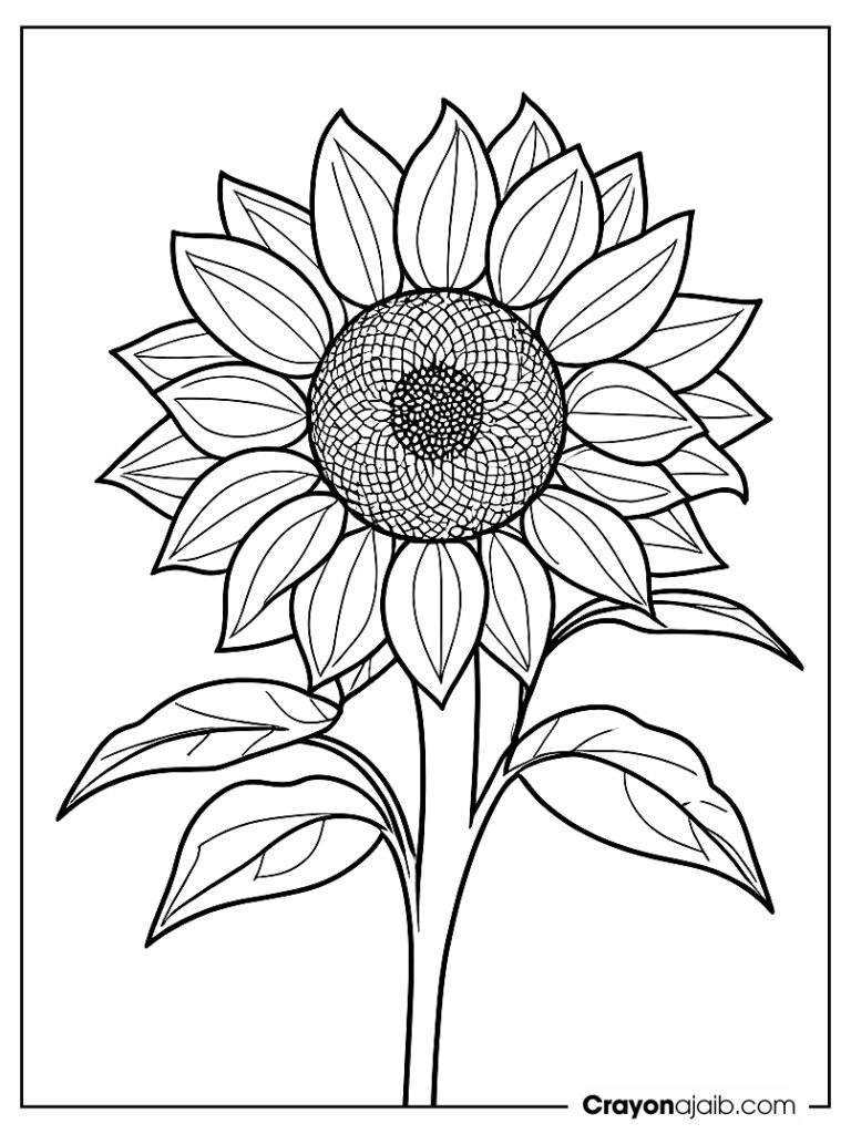 Sunflower close up for kids ca