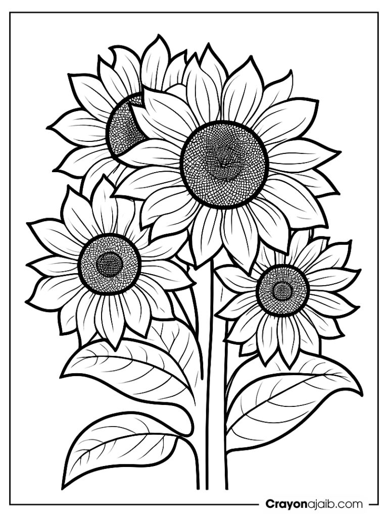 Sunflower group line drawing ca