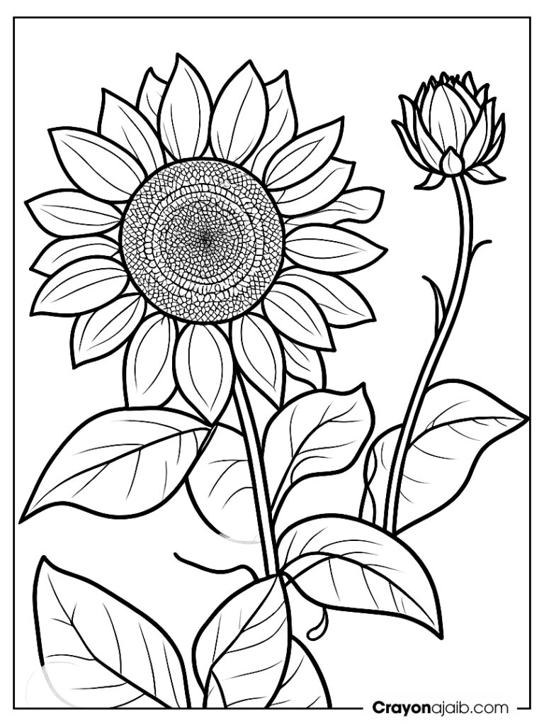 Easy to color sunflower close up showcases the beauty of nature with bold lines and simple shapes ca