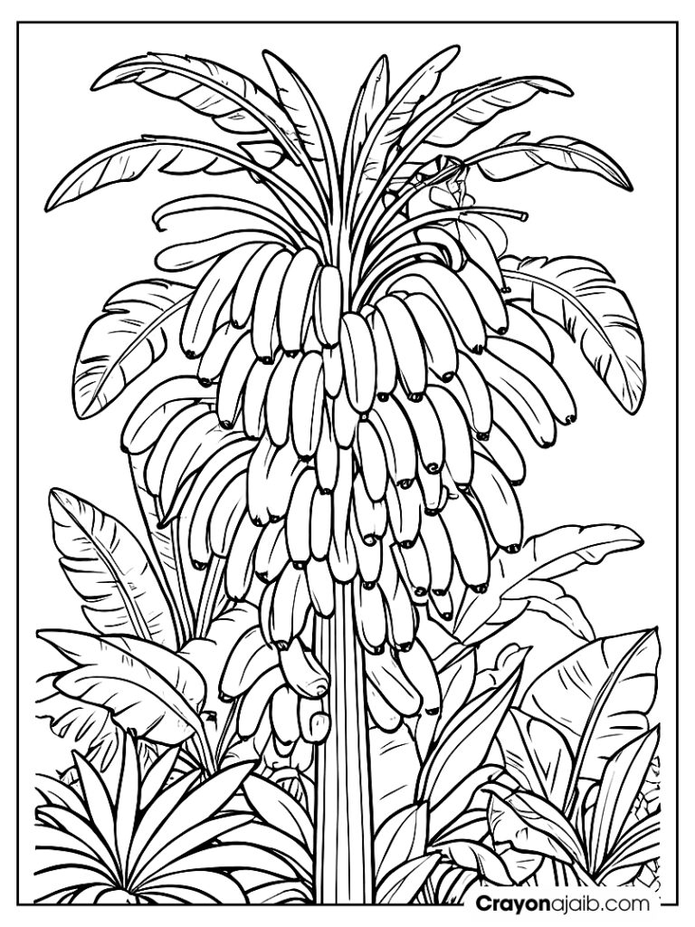 Banana tree with bunches of bananas ca