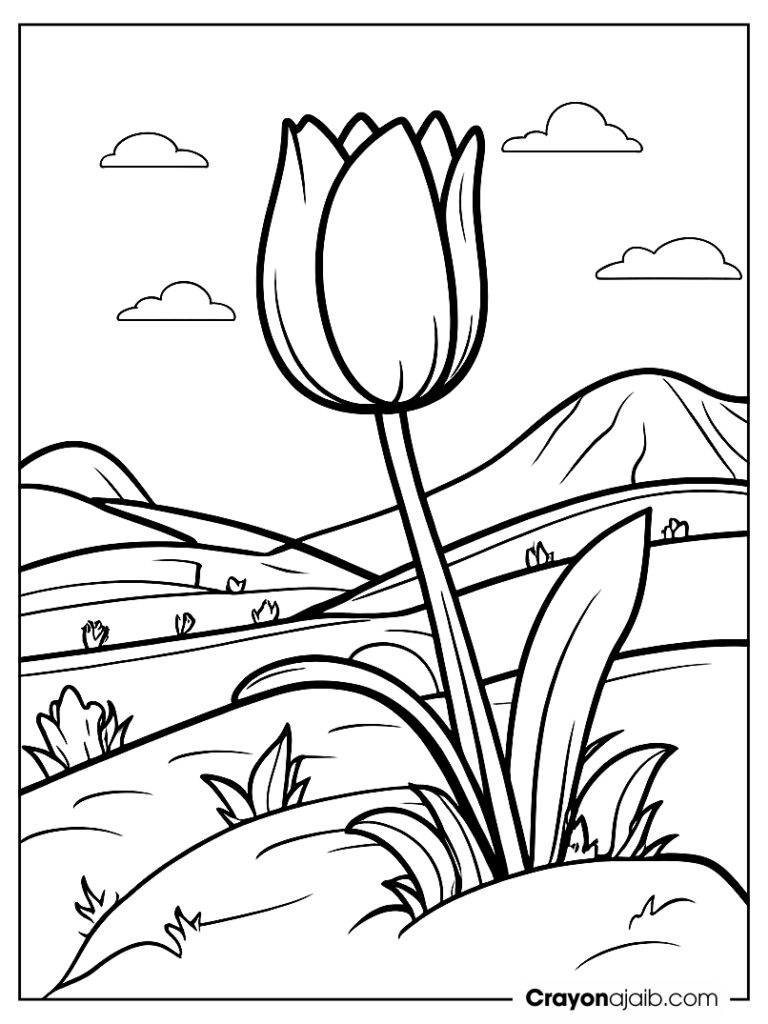 Tulip flower on hilltop with path ca