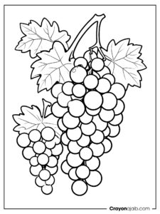 Grape bunch on vine coloring page ca