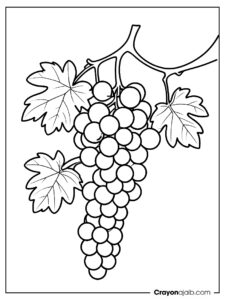 Simple grapes on vine coloring page ca